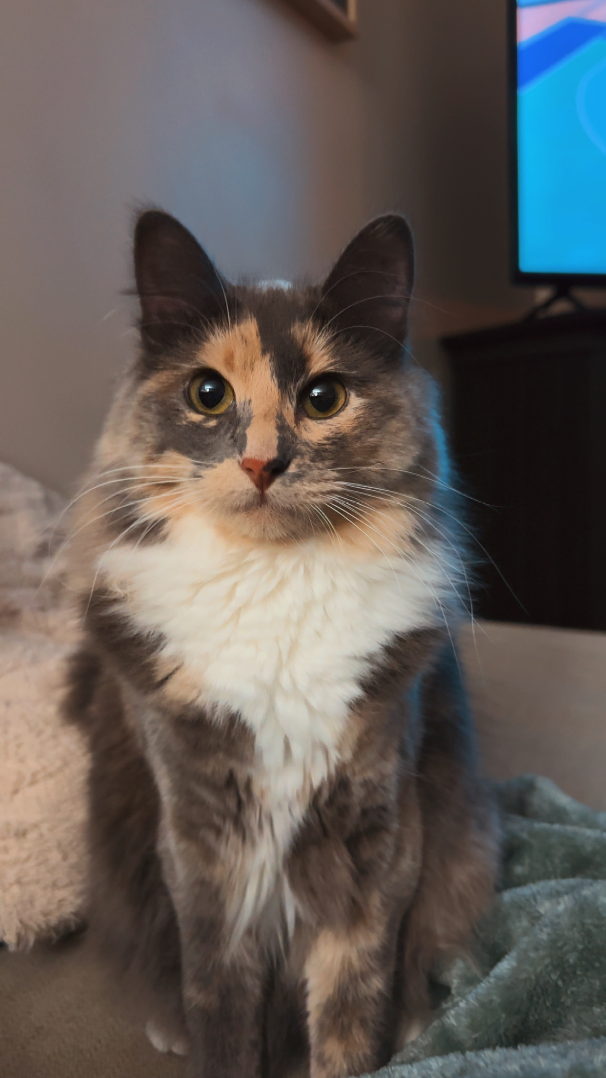 lost cat named Poppy (we call her mamas)